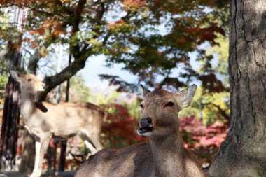 Japonya 'nın Nara kentindeki parkta arka plandaki sonbahar ağacına uzanmış geyiğe odaklanmış geyik. Park özgürce dolaşan yüzlerce geyiğe ev sahipliği yapıyor..
