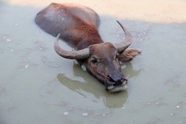 Suda Tayland bufalosu, serinlemek için banyo yapar. Tropikal bölgelerde yük hayvanı olarak kullanılan ağır geri çekilen boynuzları olan büyük siyah evcil bir bufalo..