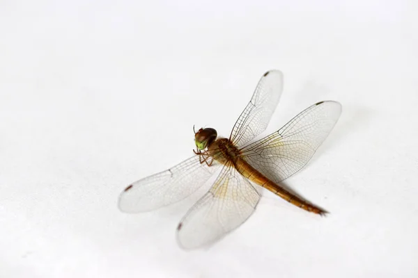 Libellule Sur Fond Blanc Est Insecte Prédateur Corps Long Volant — Photo