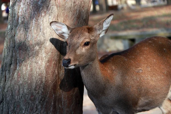 Cerf Debout Côté Tronc Arbre Dans Parc Nara Japon Parc — Photo