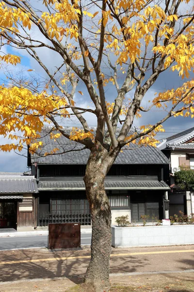 Hoja Japonesa Amarilla Completa Árbol Con Cielo Azul Fondo Casa —  Fotos de Stock