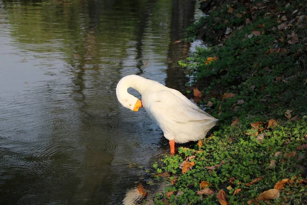 Λευκή Χήνα Πορτοκαλί Στόμα Στέκεται Δίπλα Στη Λίμνη Και Τον — Φωτογραφία Αρχείου