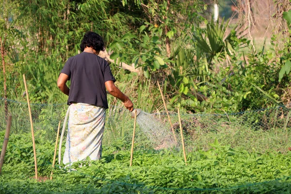 Female gardener wearing black shirt and Thai style sarong, watering in vegetable plots on the sunlight at the morning.