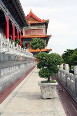 Nonthaburi, Tayland 10 Temmuz 2017: Boromracha Kanchanapisek Anusorn Tapınağı 'ndaki Çin tarzı binanın yanındaki Abanoz ağacı.