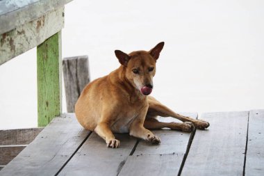 Tayland kahverengi sokak köpeği beyaz arka planda tahta zemine uzanıyor. Sokaklarda ya da tapınakta yaşayan ve sahibi olmayan bir köpektir..