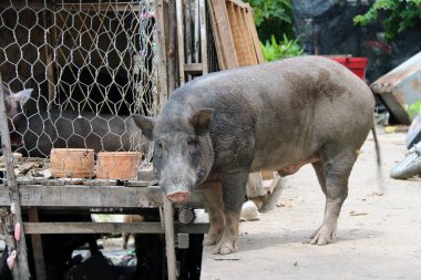 Yerde siyah büyük bir domuz tezgahı var. Yaban domuzu bir hayvan getirmiş..