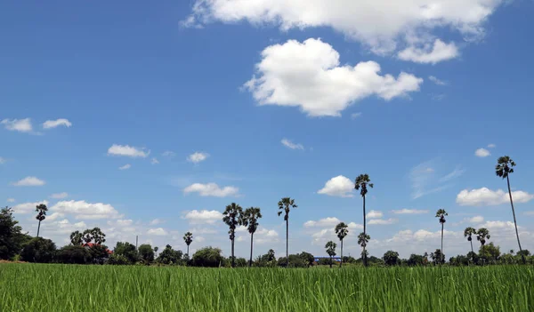 Mavi Gökyüzü Şeker Palmiyeli Pirinç Tarlası Manzarası Manzara Genellikle Estetik — Stok fotoğraf