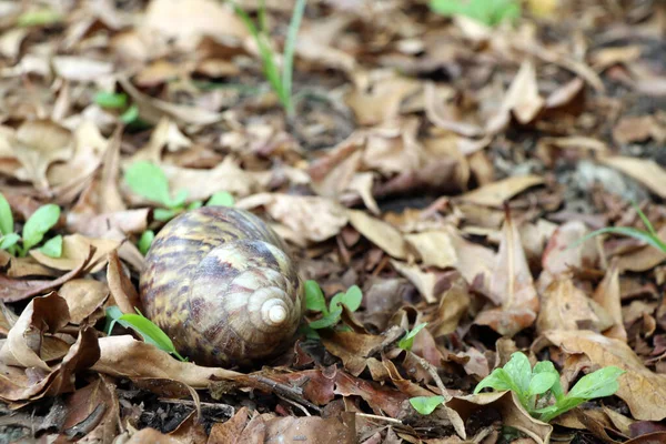 Escargot Sur Sol Pile Feuilles Sèches Est Mollusque Avec Une — Photo