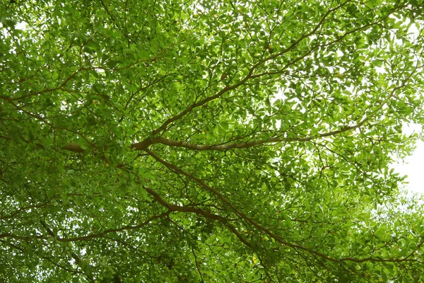 Texture Tree Branch Green Leaves Sunset Light — Stock Photo, Image