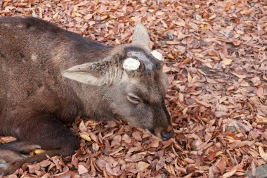 Japonya 'nın Nara kentindeki parkta düşen yaprakların üzerine boynuzlarını kesmiş geyik. Park özgürce dolaşan yüzlerce geyiğe ev sahipliği yapıyor..