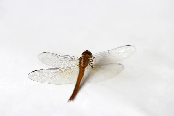 Libellule Sur Fond Blanc Est Insecte Prédateur Corps Long Volant — Photo