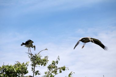 One of open billed stork bird perch and winged at the top of the tree on blue sky and white cloud background. Another one of black and white color of Asian openbill bird flying on the air. clipart