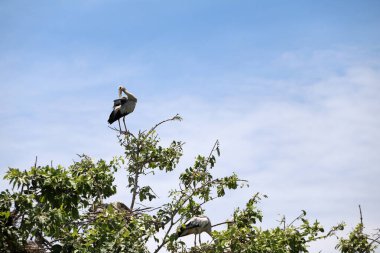 Ağacın tepesine konmuş gagalı leylek kuşu tüneği ve tüyleri temizlerken mavi gökyüzündeki yuvada ve beyaz bulut arka planında bir tane daha. Asyalı açık gagalı kuşun yeşil ağaçtaki siyah beyaz rengi..