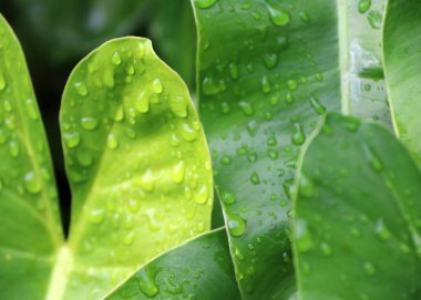 Yaprakların üzerine düşer. Yağmurdan sonra damlacıkla sulanan yaprak deseni.