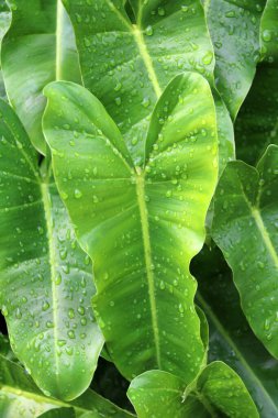 Yaprakların üzerine düşer. Yağmurdan sonra damlacıkla sulanan yaprak deseni.