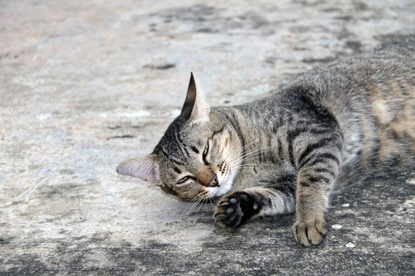 猫の縞模様のコンクリートの地面に横たわっていた 灰色のモルタルの床の上の灰色の猫の睡眠 — ストック写真