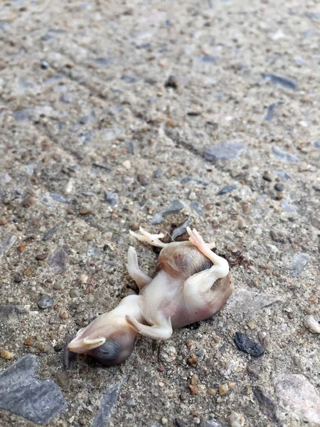 Newborn Bird Falling Die Concrete Ground Baby Bird Become Dead — Stock Photo, Image