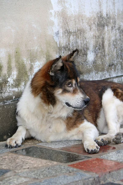 Chien Thaï Errant Couleur Brune Blanche Couché Sur Sol Par — Photo