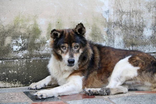 갈색과 타이의 길잃은 바닥에 그것은 길이나 사원에 살면서 주인이 개이다 — 스톡 사진