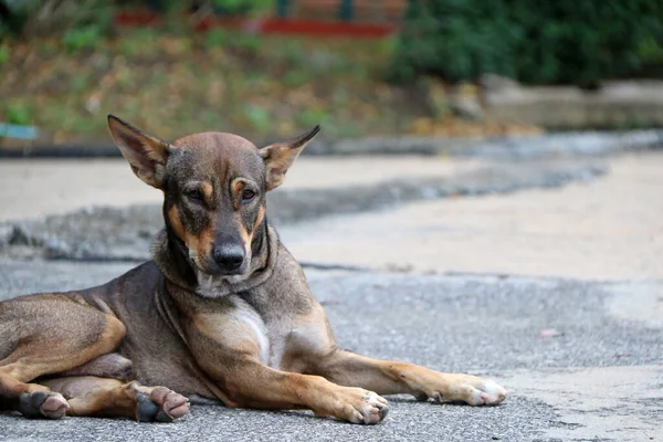 Thai Black Brown White Color Stray Dog Laying Street Dog — Stock Photo, Image