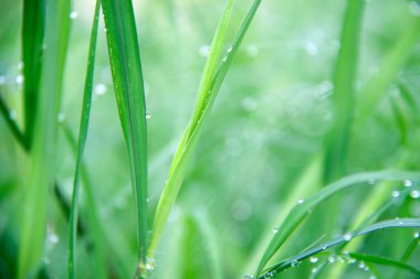 Yağmurdan sonra yeşil çimlere düşer. Çim yapraklarına su damlası.