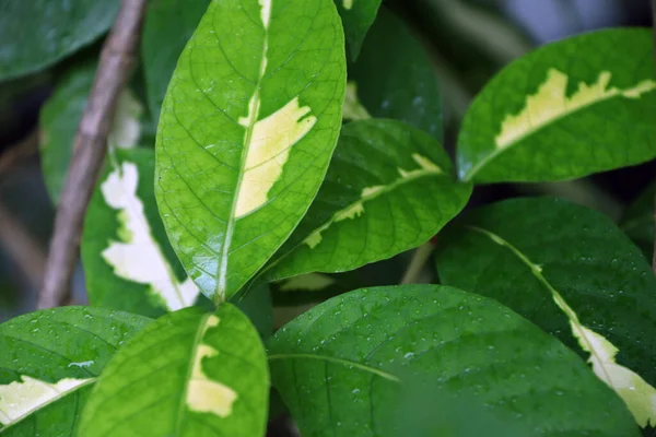 Hojas Húmedas Planta Caricatura Después Lluvia Hoja Verde Color Blanco — Foto de Stock