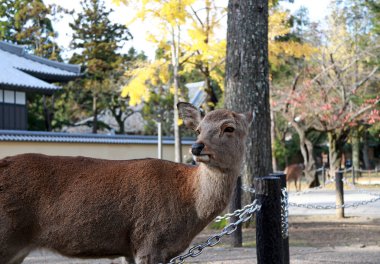 Geyik sarısı, Japonya 'nın Nara kentindeki parkta sonbahar ağacından ayrılıyor. Park özgürce dolaşan yüzlerce geyiğe ev sahipliği yapıyor..