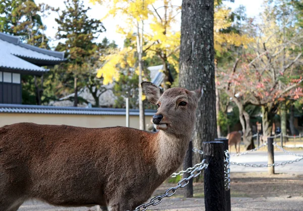 位于日本奈良的公园里 鹿站在背景黄色的落叶上 公园里有几百头自由漫游的鹿群 — 图库照片