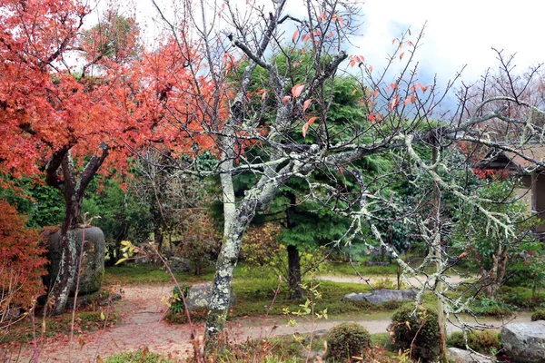 秋の庭では 苔が細長く背景が赤や緑の木に集中している ツリーの枝を覆う植物や自然公園を背景に — ストック写真