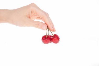 Beyaz arka planda kırmızı taze kiraz tutan kadın eli, yakın görüş. 