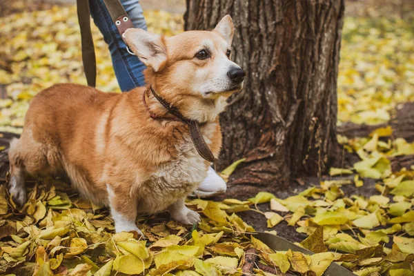 英国流行的科吉犬品种 英格兰女王最喜欢的品种 人类最好的朋友 — 图库照片