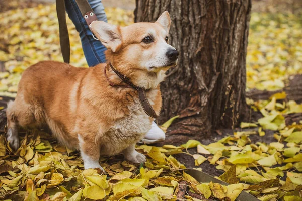 Russian Fashionable Breed Corgi Dogs Любимая Порода Королевы Англии Лучший — стоковое фото