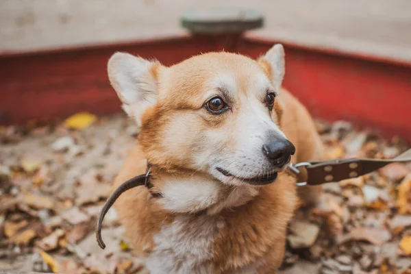 英国流行的科吉犬品种 英格兰女王最喜欢的品种 人类最好的朋友 — 图库照片