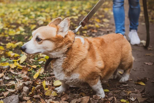 英国流行的科吉犬品种 英格兰女王最喜欢的品种 人类最好的朋友 — 图库照片