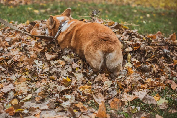 English fashionable breed of corgi dogs. Favorite breed of the Queen of England. Human best friend