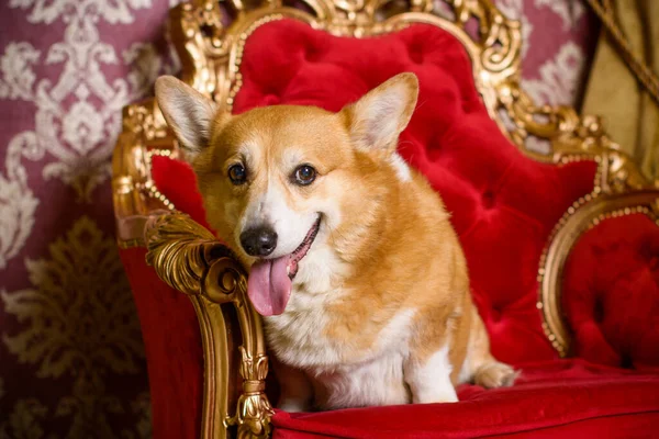 Αγγλική Μοντέρνα Φυλή Των Σκύλων Corgi Αγαπημένη Ράτσα Της Βασίλισσας — Φωτογραφία Αρχείου