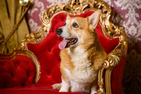 Modaya uygun İngiliz Corgi köpekleri. İngiltere Kraliçesi 'nin en sevdiği tür. İnsan en iyi arkadaşı