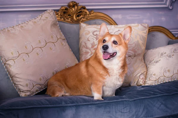English fashionable breed of corgi dogs. Favorite breed of the Queen of England. Human best friend
