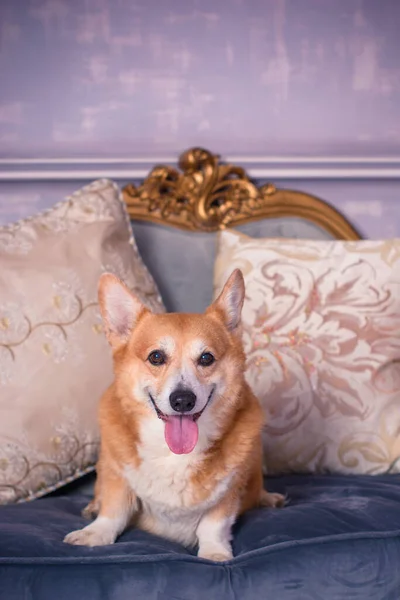 English fashionable breed of corgi dogs. Favorite breed of the Queen of England. Human best friend