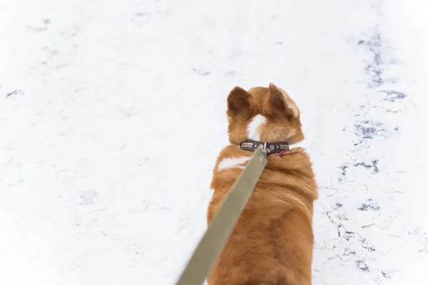 Englische Modische Hunderasse Von Corgi Hunden Lieblingszucht Der Königin Von — Stockfoto