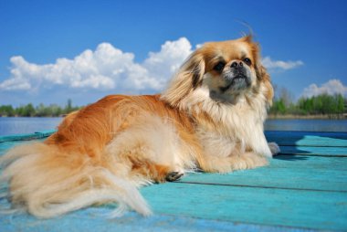 Şirin ve komik kırmızı ışık Pekin köpeği neşeli. En iyi insan arkadaş. Güzel altın köpek. 