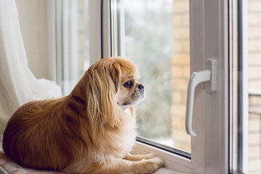 Pekin köpeği sahibini bekliyor, kış hikayeleri.
