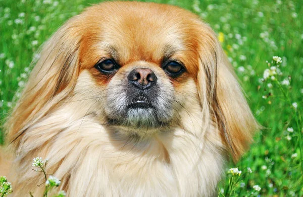 Lindo Divertido Perro Pekinés Luz Roja Alegre Mejor Amigo Humano — Foto de Stock