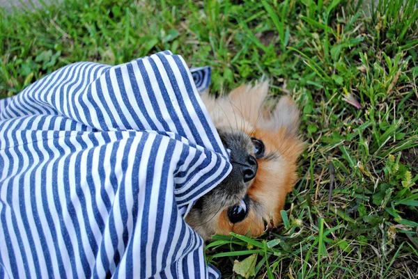 Bonito Engraçado Luz Vermelha Pekingese Cão Alegre Melhor Amigo Humano — Fotografia de Stock