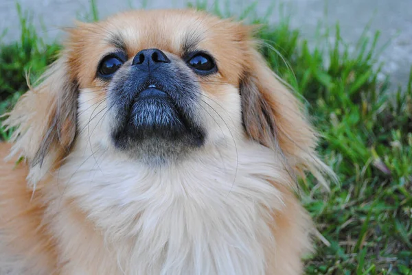 Bonito Engraçado Luz Vermelha Pekingese Cão Alegre Melhor Amigo Humano — Fotografia de Stock