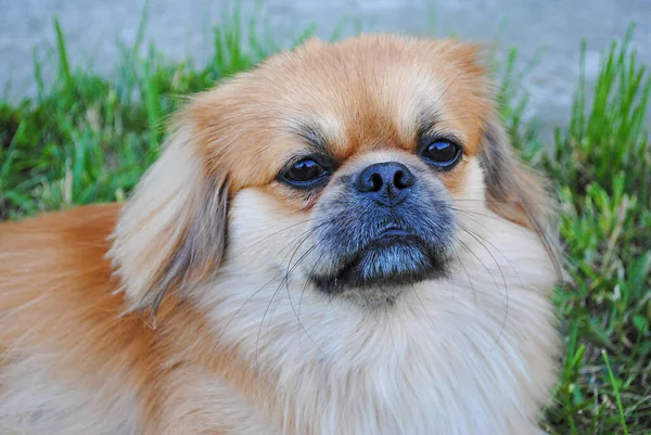 Schattig Grappig Rood Licht Pekingese Hond Blij Beste Menselijke Vriend — Stockfoto