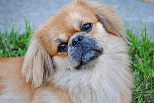 Bonito Engraçado Luz Vermelha Pekingese Cão Alegre Melhor Amigo Humano — Fotografia de Stock