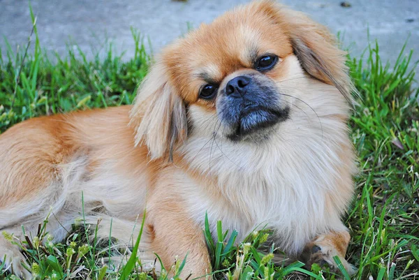 Bonito Engraçado Luz Vermelha Pekingese Cão Alegre Melhor Amigo Humano — Fotografia de Stock