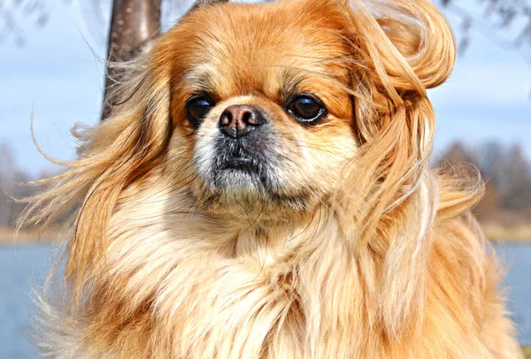 Lindo Divertido Perro Pekinés Luz Roja Alegre Mejor Amigo Humano —  Fotos de Stock