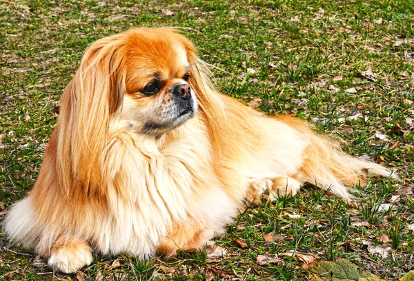 Lindo Divertido Perro Pekinés Luz Roja Alegre Mejor Amigo Humano —  Fotos de Stock